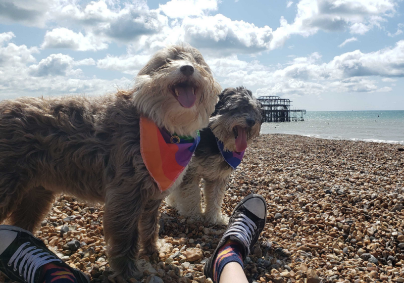 care benefits pets